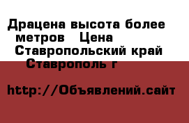 Драцена высота более 3 метров › Цена ­ 10 000 - Ставропольский край, Ставрополь г.  »    